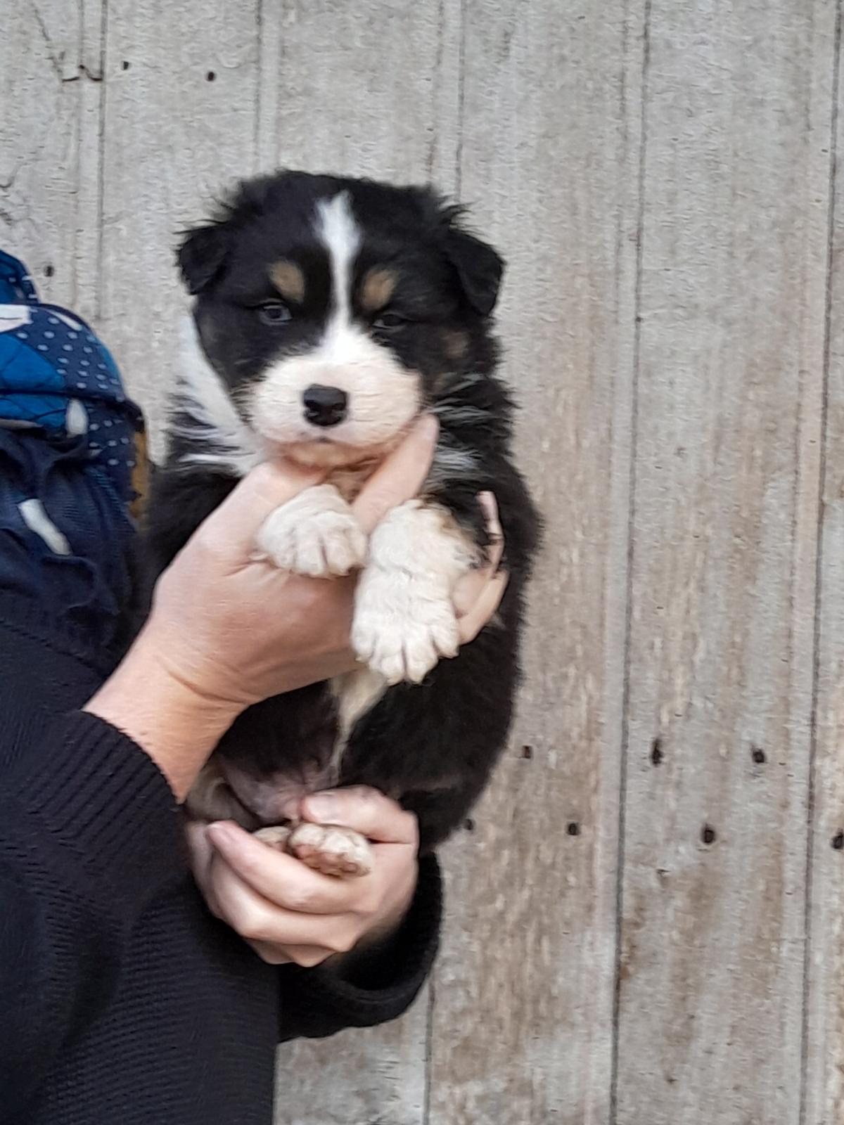 Chiots Berger Australien