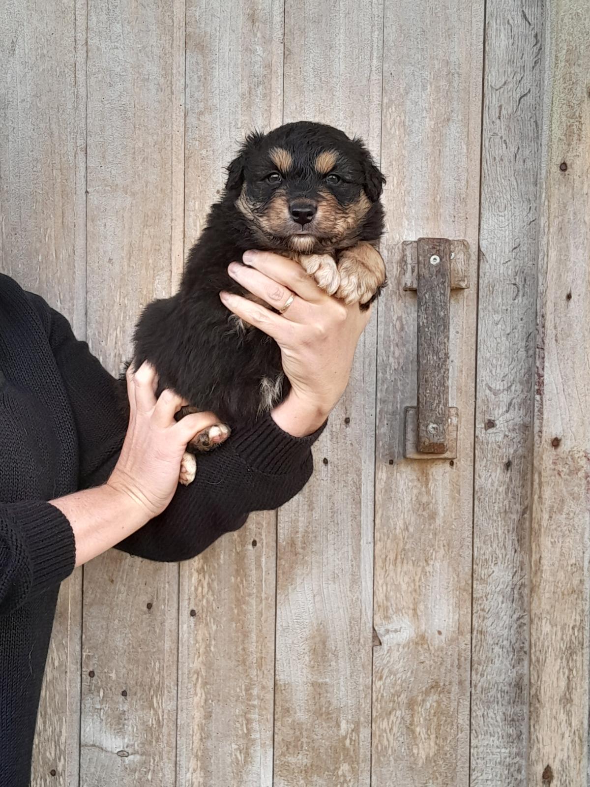 Chiots Berger Australien