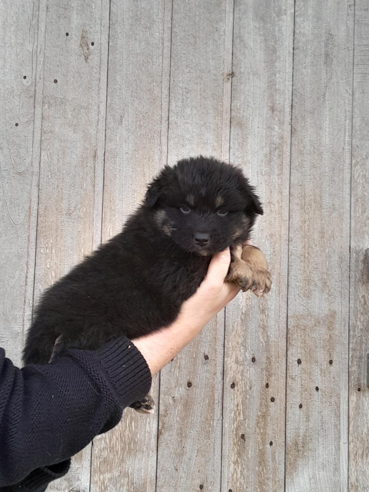 Chiots Berger Australien