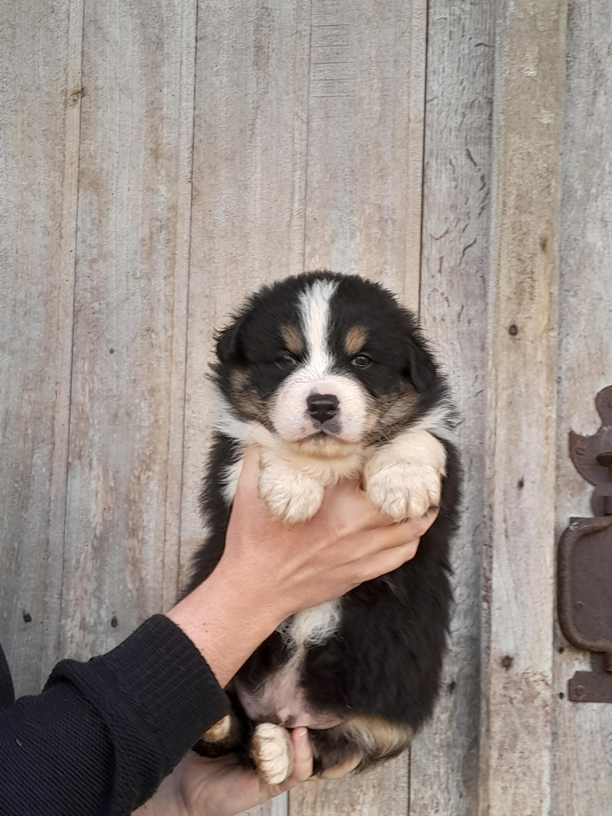 Chiots Berger Australien