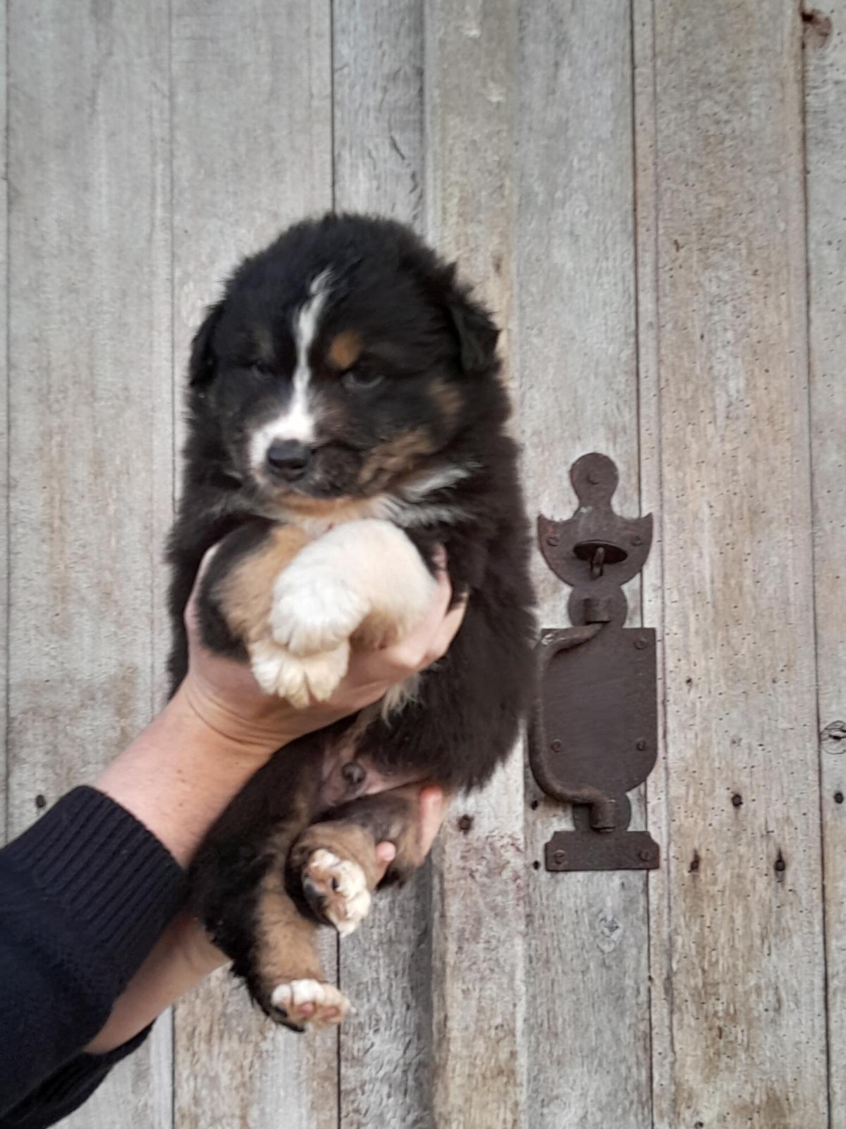Chiots Berger Australien
