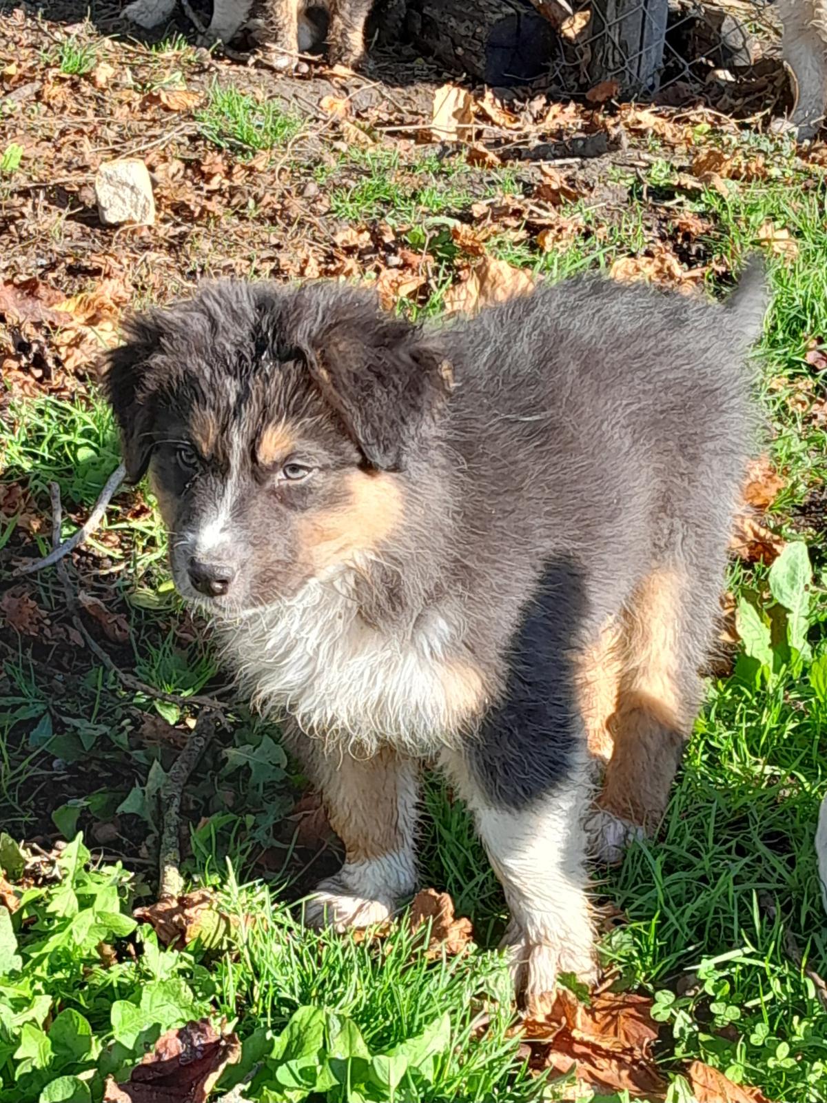 chiots Berger Australien