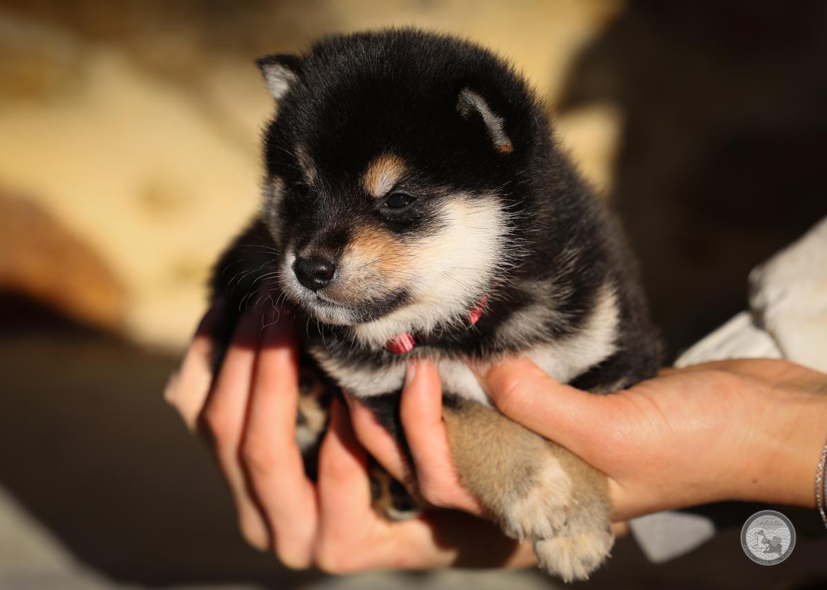 Chiot Shiba mâle 2 noir et feu