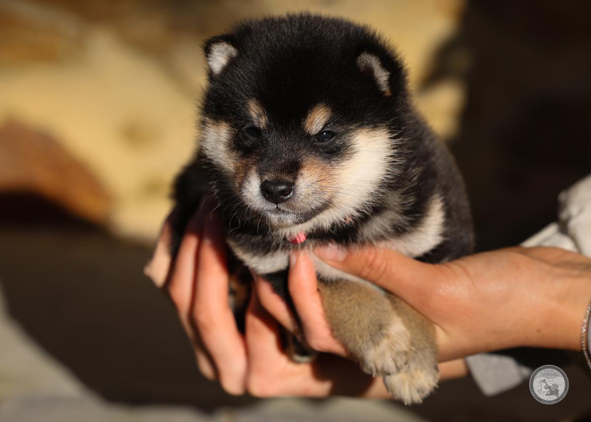 Chiot Shiba mâle 2 noir et feu