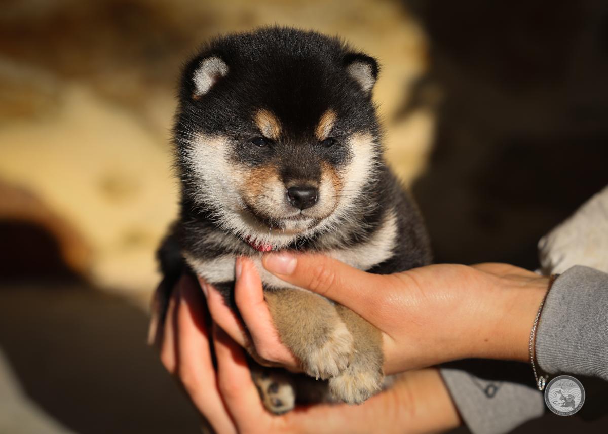 Chiot Shiba mâle 2 noir et feu