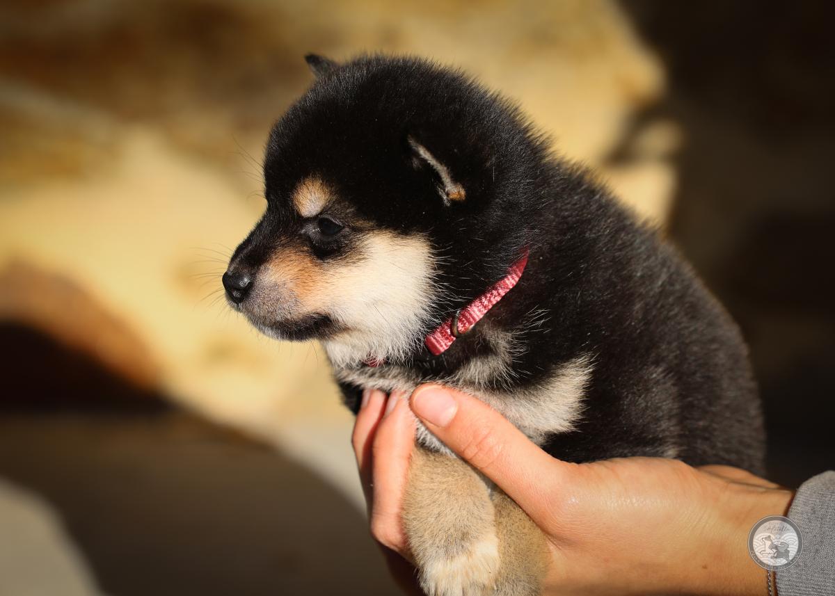 Chiot Shiba mâle 2 noir et feu