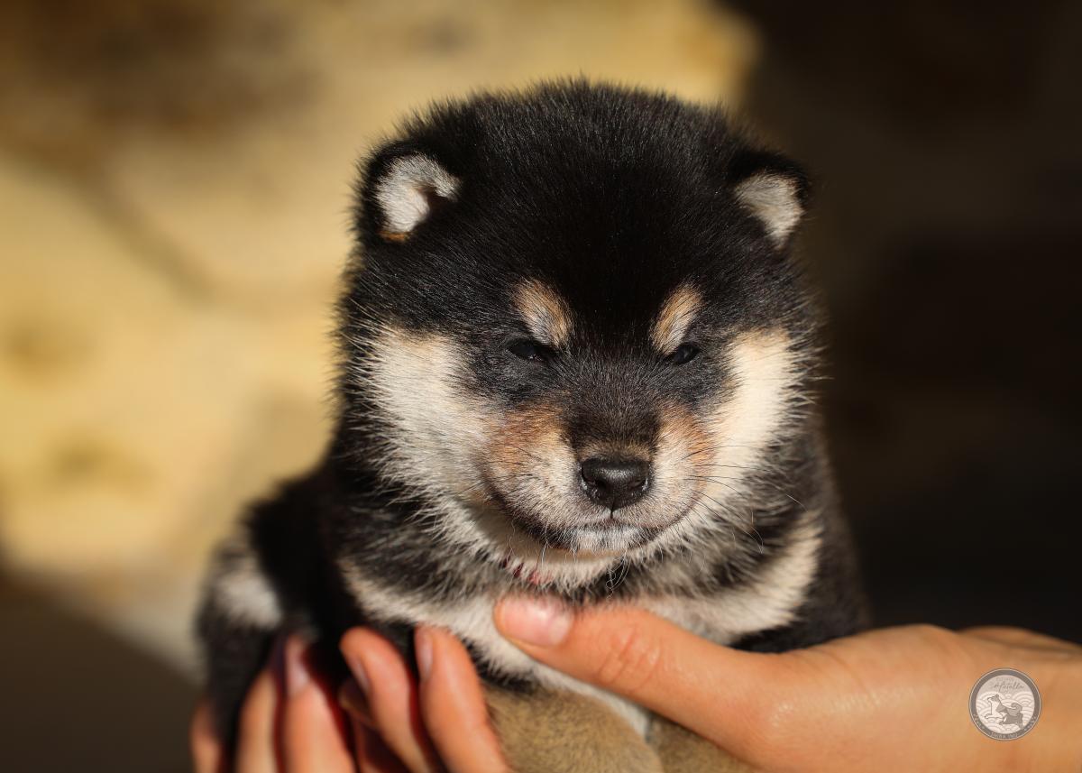 Chiot Shiba mâle 2 noir et feu