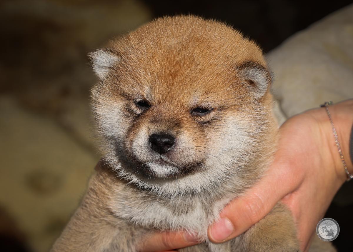 Chiot Shiba mâle 4 roux
