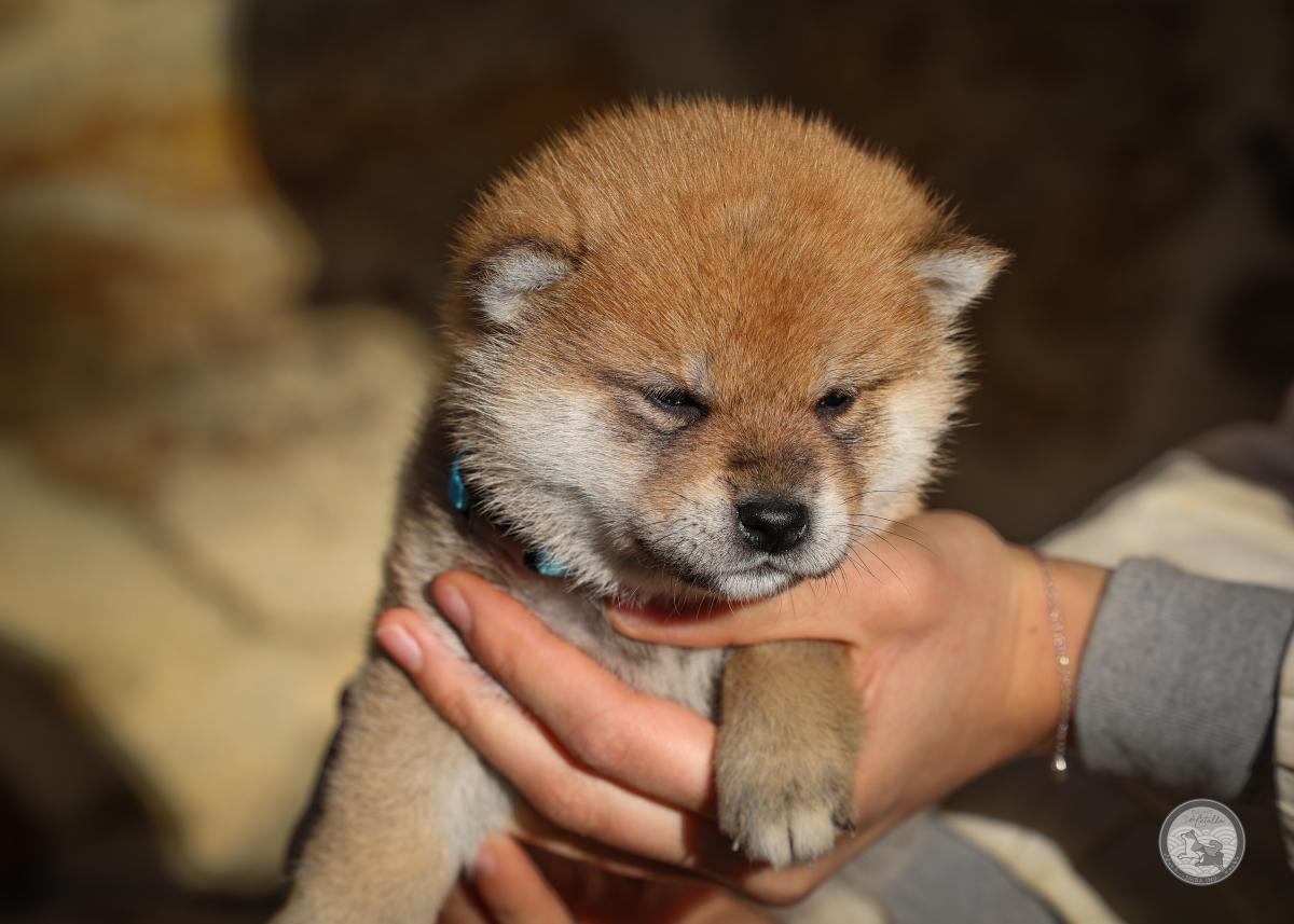 Chiot Shiba mâle 4 roux