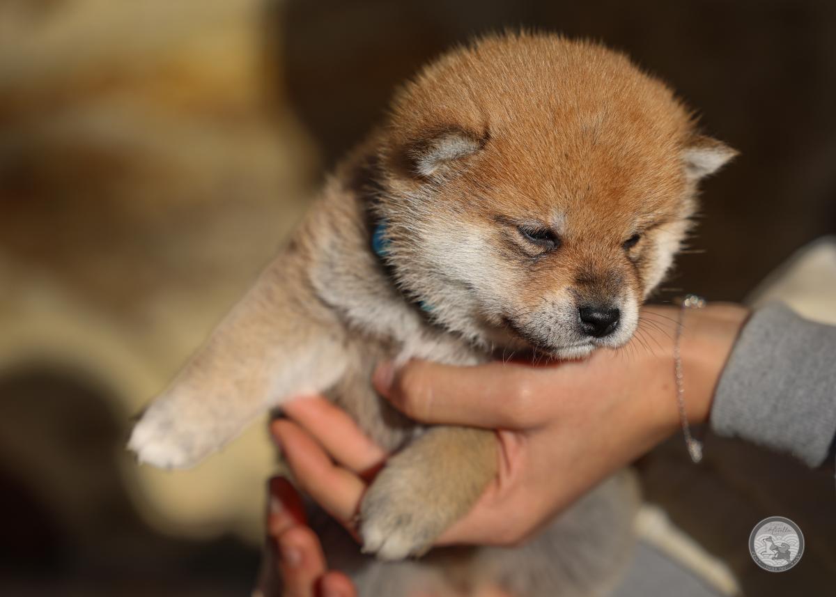 Chiot Shiba mâle 4 roux