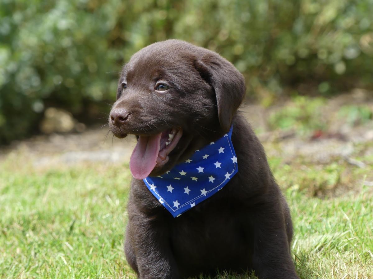 Chiot Mâle Retriever du Labrador LOF