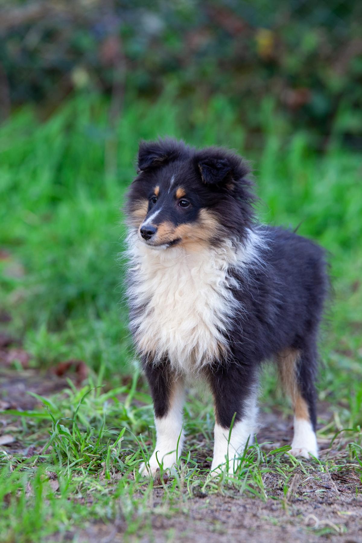 Verso Berger des shetlands male