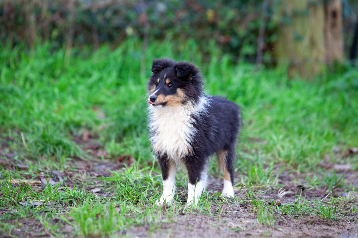 Verso Berger des shetlands male