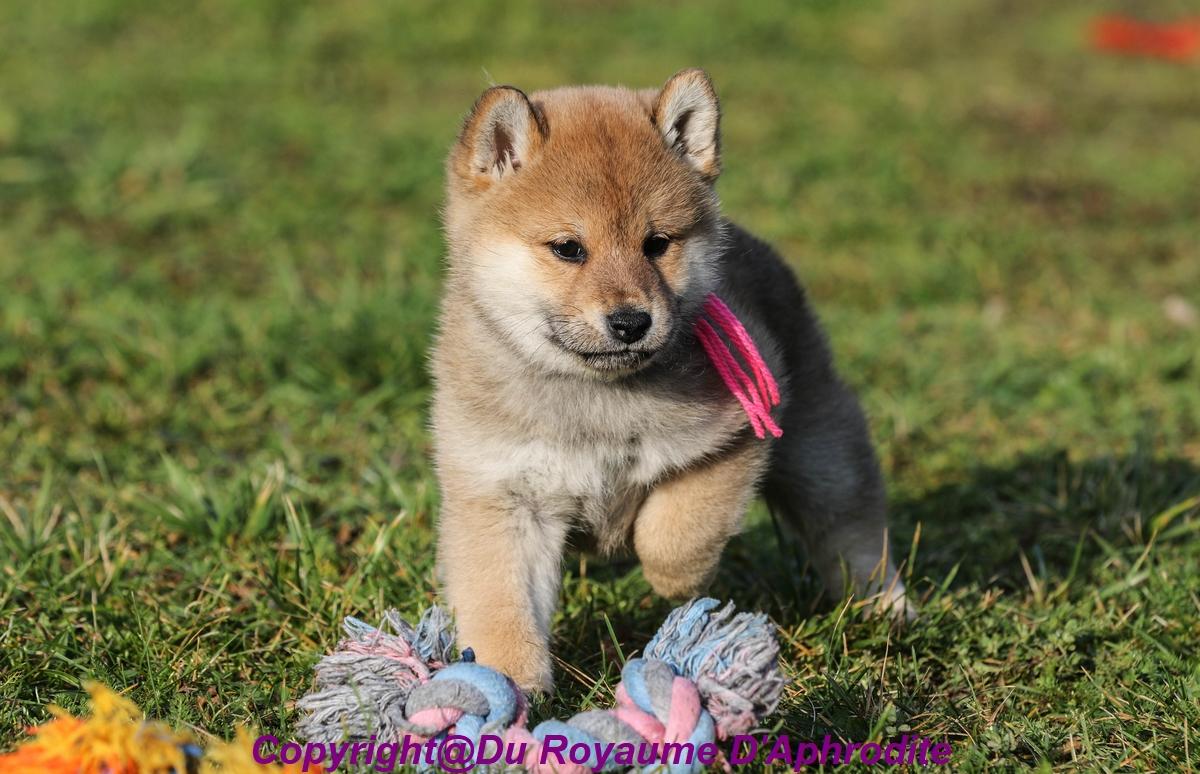 Chiot Shiba Inu Femelle Fauve