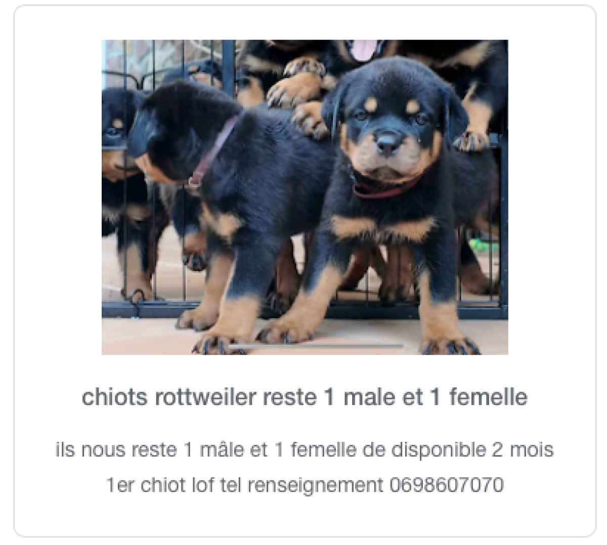 chiots rottweiler 4x femelles et 2x males