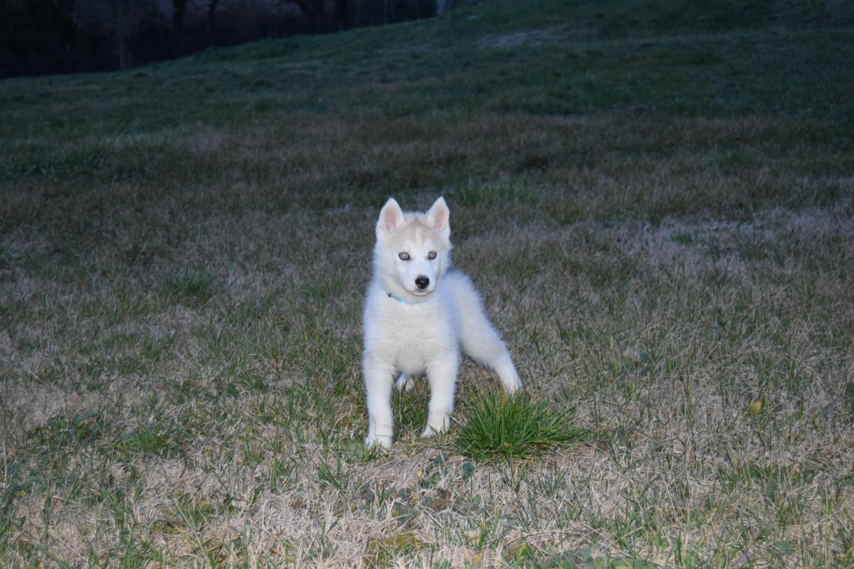 Mâle Husky deux yeux bleus