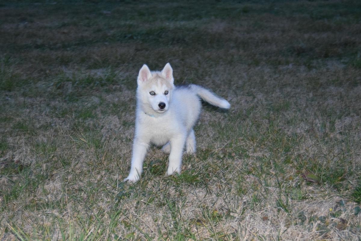 Mâle Husky deux yeux bleus