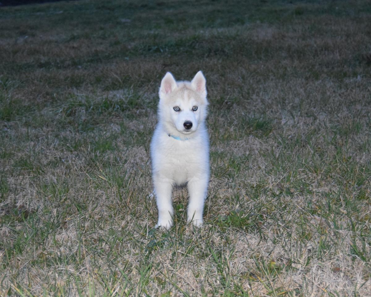 Mâle Husky deux yeux bleus