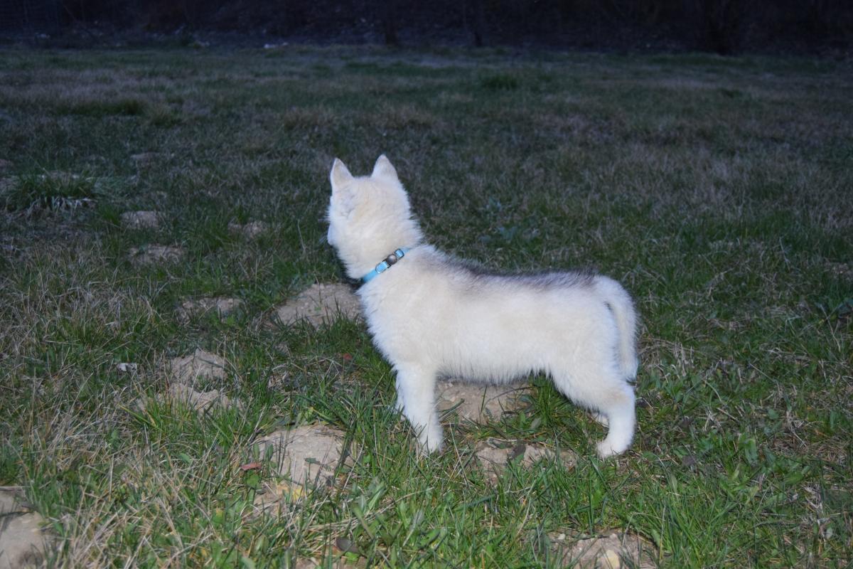 Mâle Husky deux yeux bleus