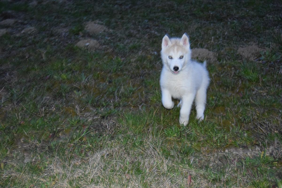 Mâle Husky deux yeux bleus