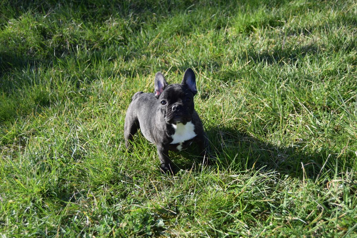 Chiot Femelle Bouledogue Français bringée