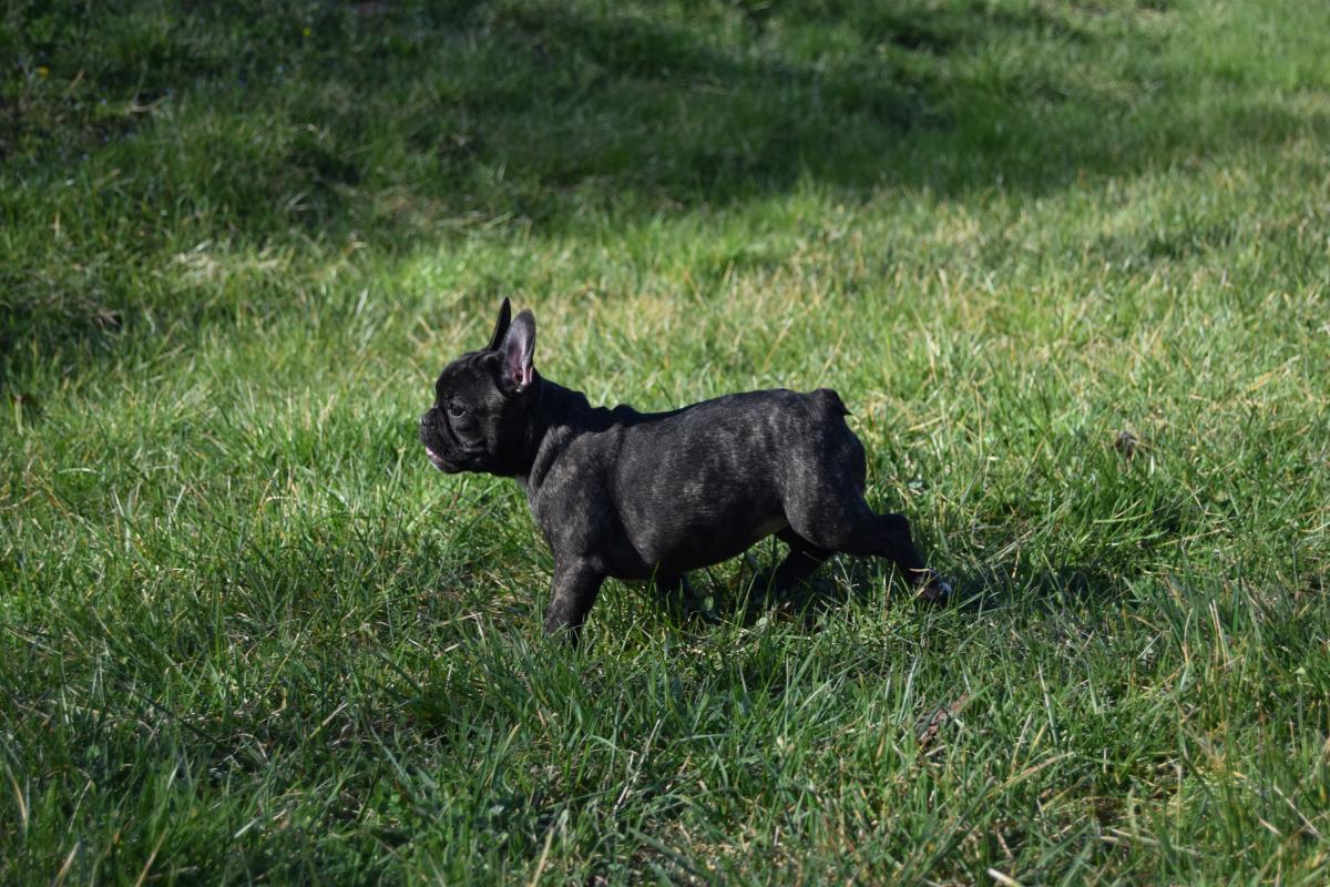 Chiot Femelle Bouledogue Français bringée