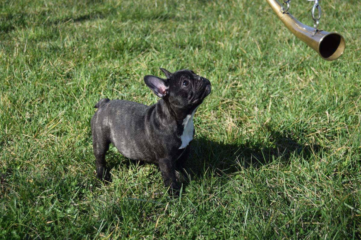 Chiot Femelle Bouledogue Français bringée
