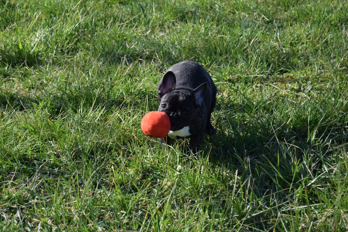 Chiot Femelle Bouledogue Français bringée
