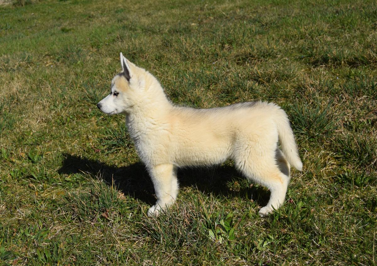 Superbe femelle Husky yeux particolores