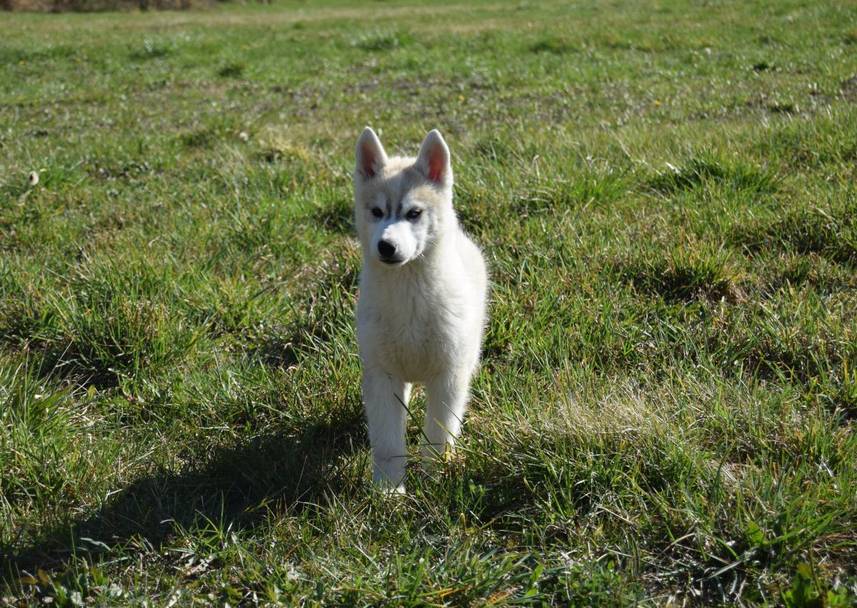 Superbe femelle Husky yeux particolores