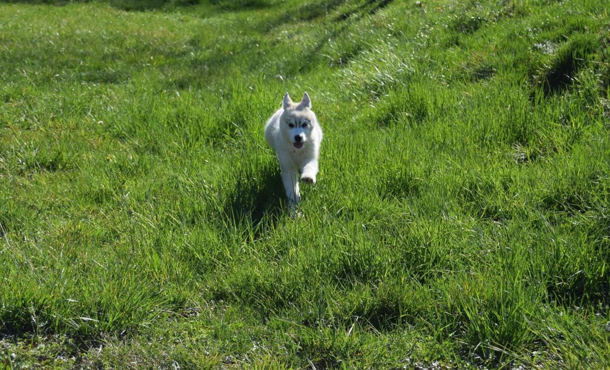 Superbe femelle Husky yeux particolores