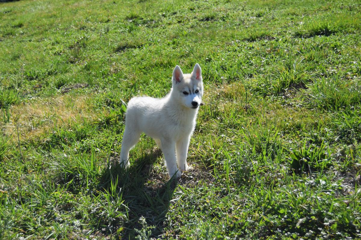 Superbe femelle Husky yeux particolores