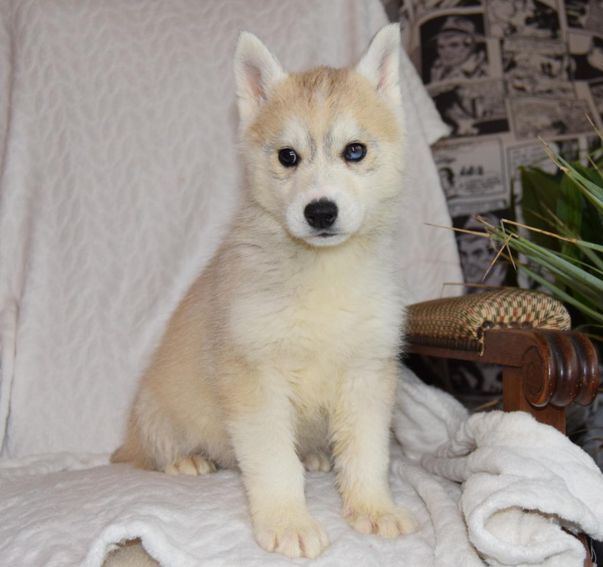 Superbe femelle Husky yeux particolores
