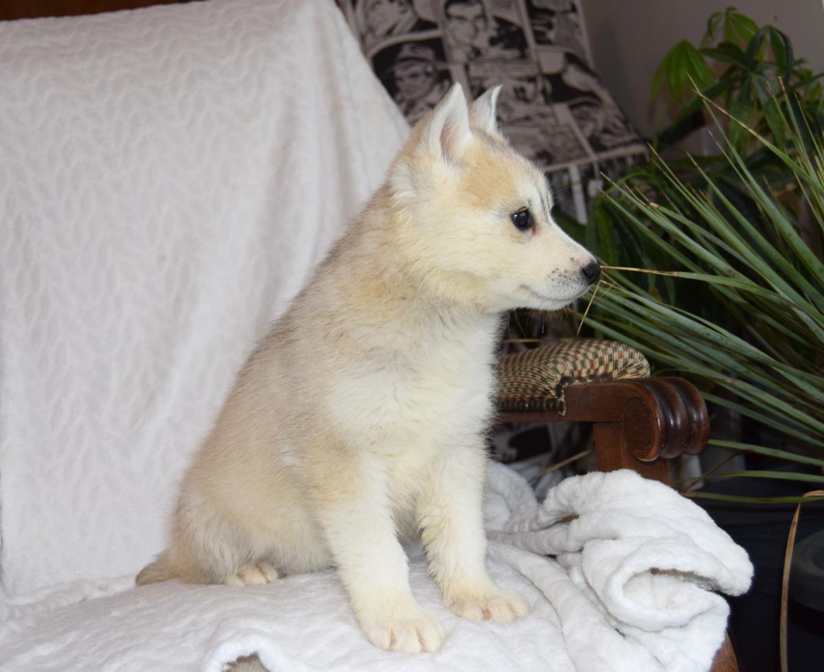 Superbe femelle Husky yeux particolores