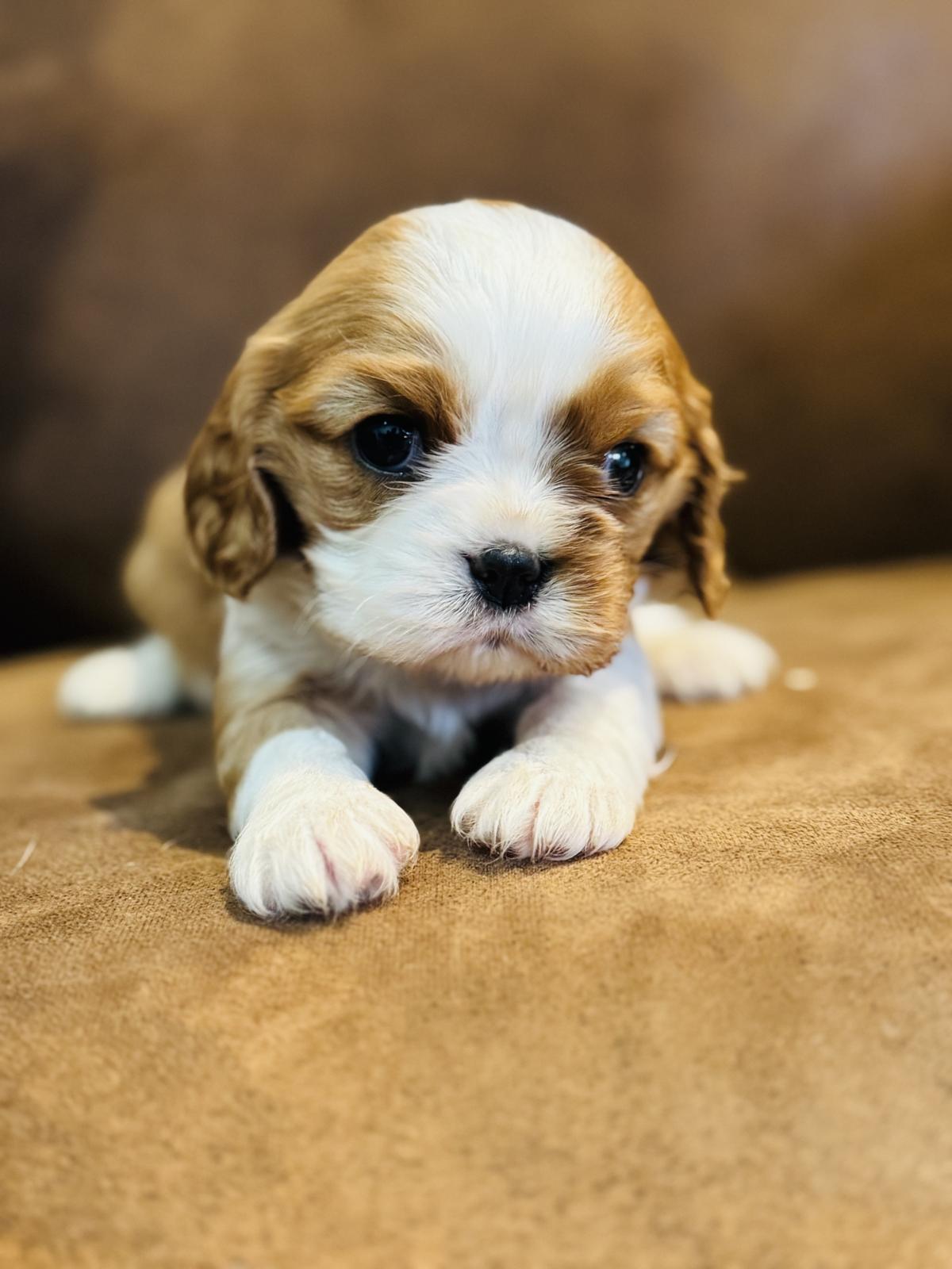 Cavalier King Charles