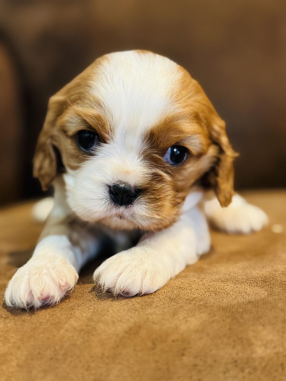 Cavalier King Charles