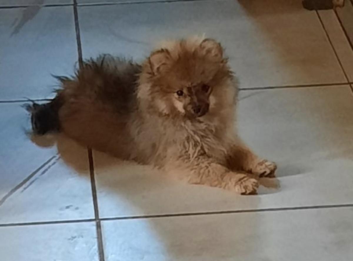 Victoria ,Spitz nain pomeranian