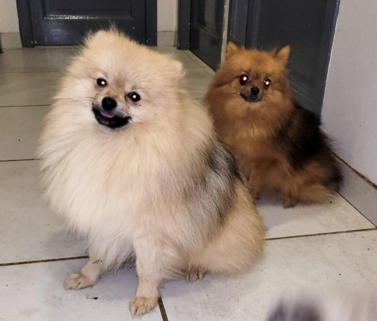 Victoria ,Spitz nain pomeranian