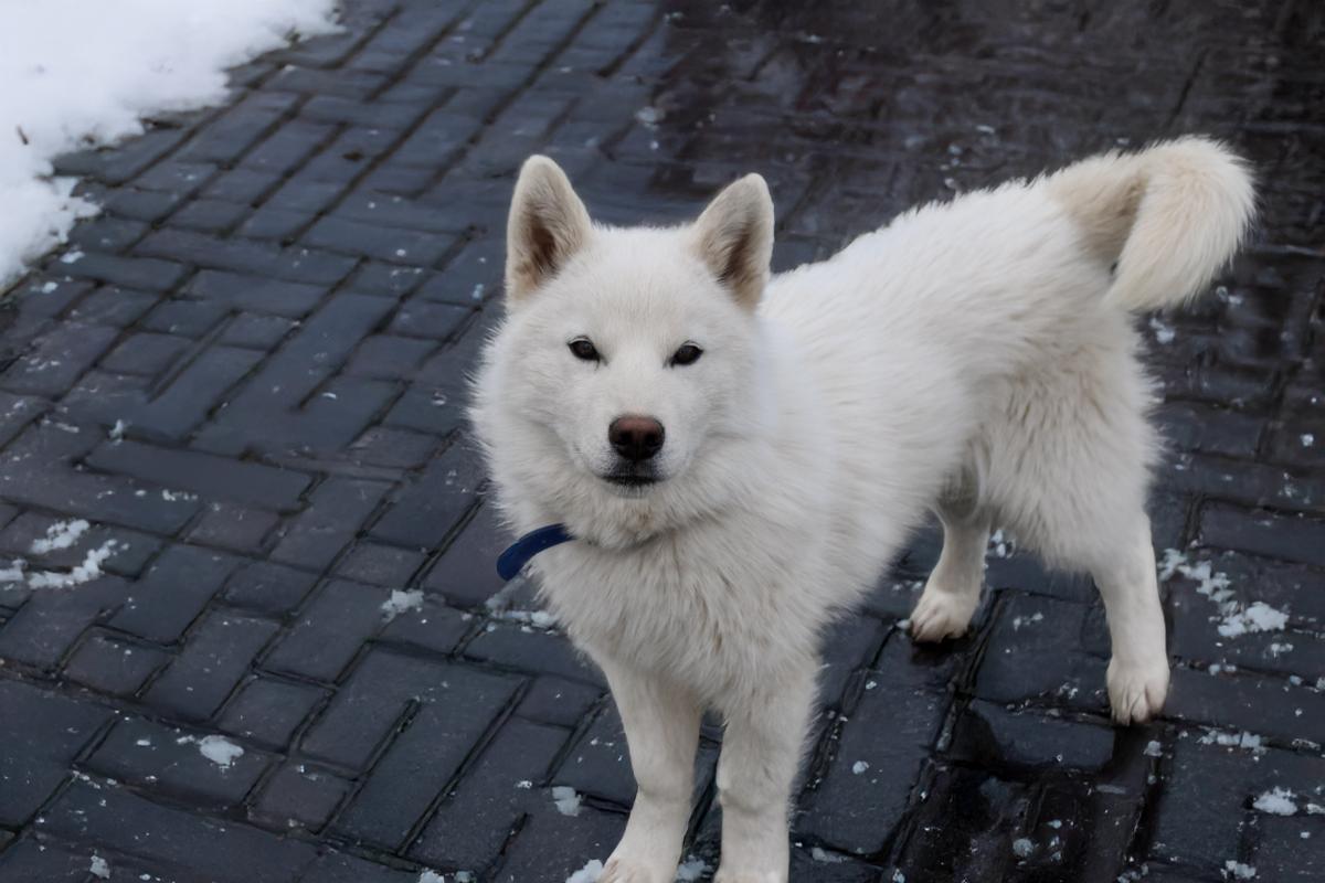 Chiot  Male husky siberien