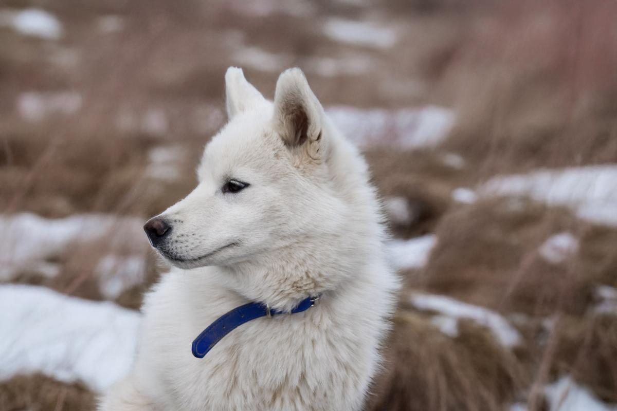 Chiot  Male husky siberien