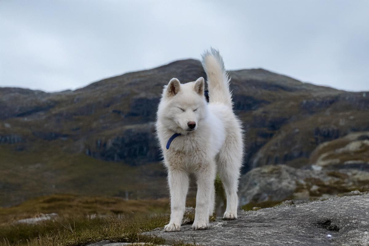 Chiot  Male husky siberien