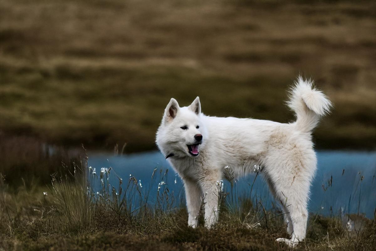 Chiot  Male husky siberien