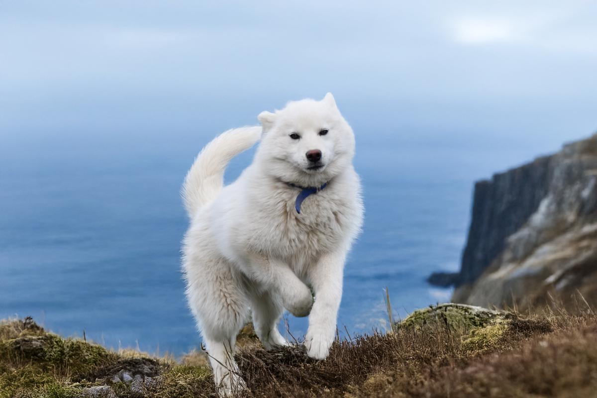Chiot  Male husky siberien