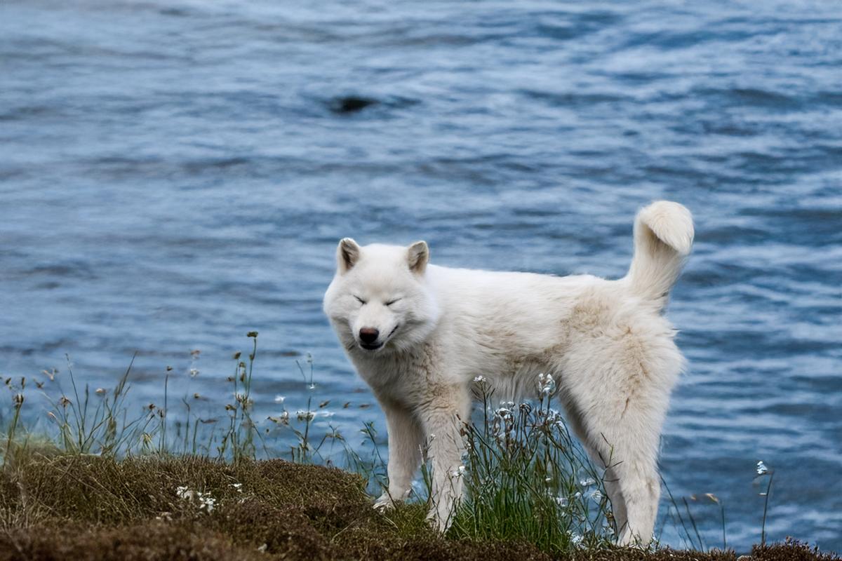 Chiot  Male husky siberien