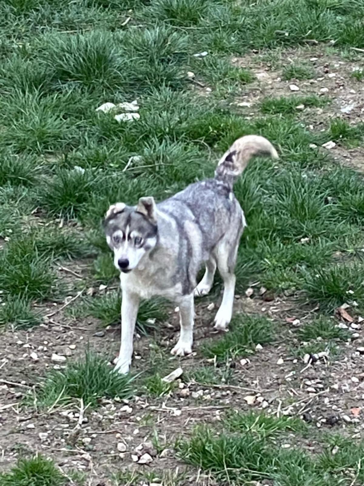 VAN mâle Husky de Sibérie