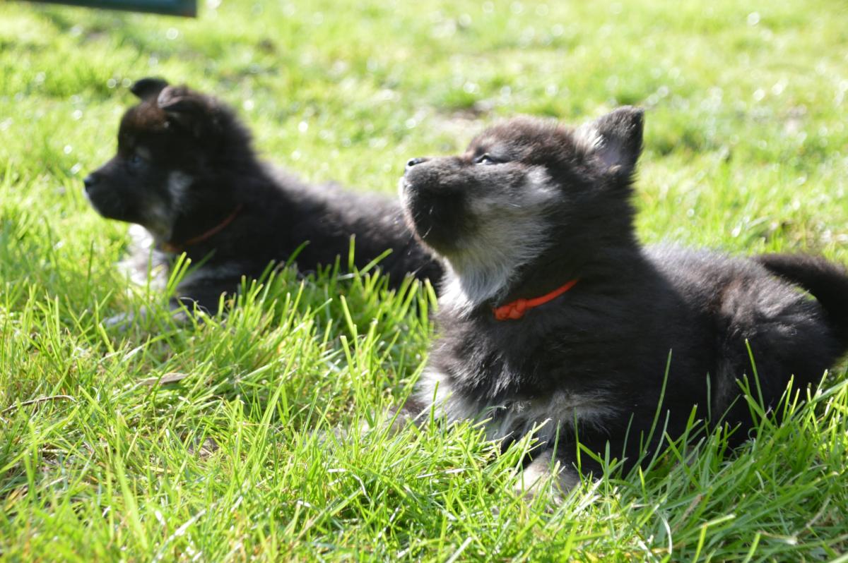 vaccinée puce disponible