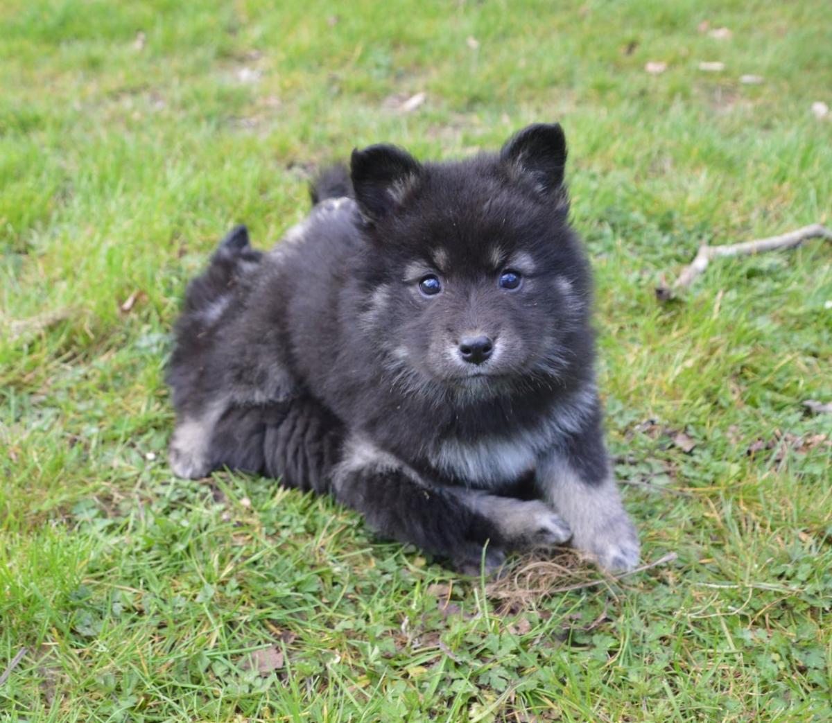 vaccinée puce disponible