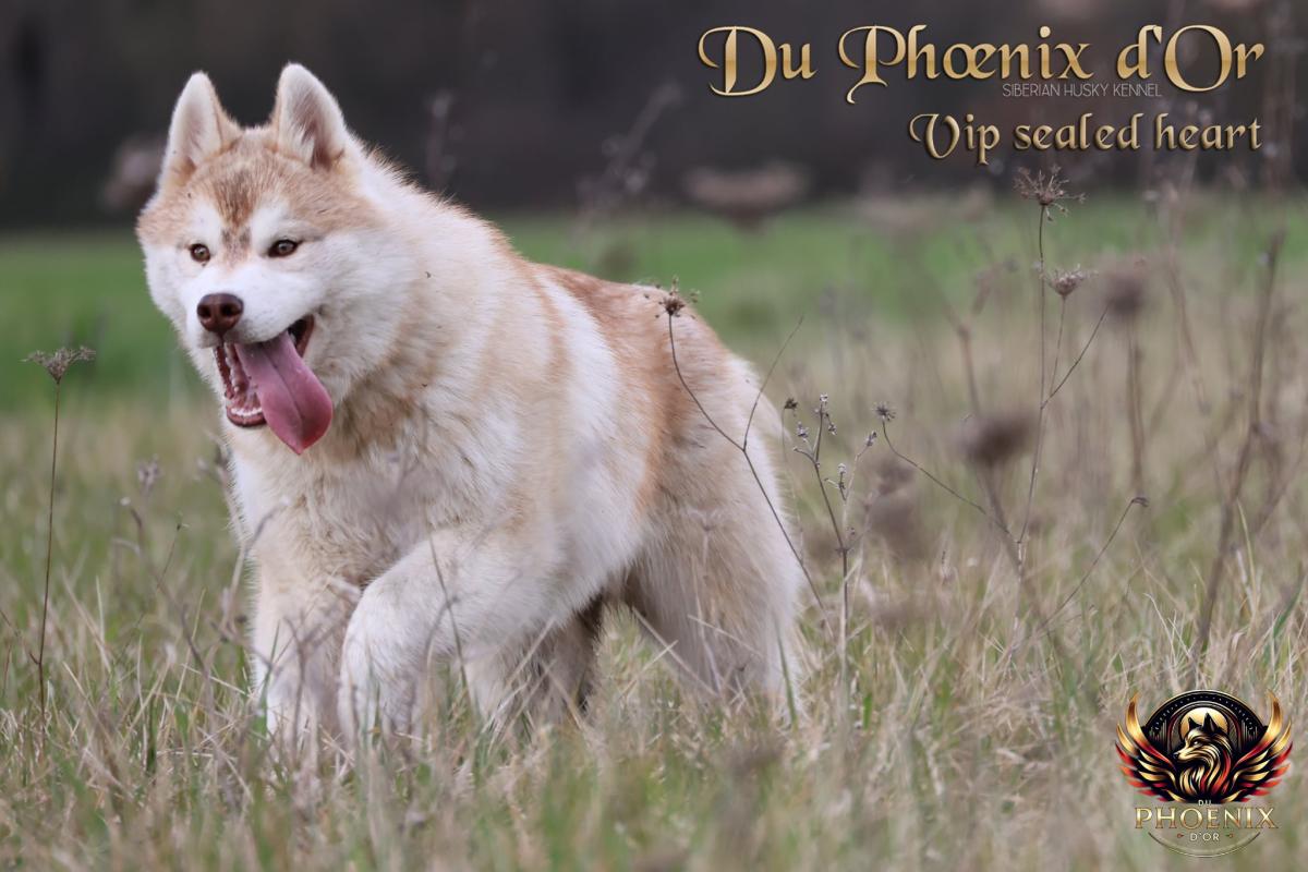 VIKING mâle husky lof cuivre