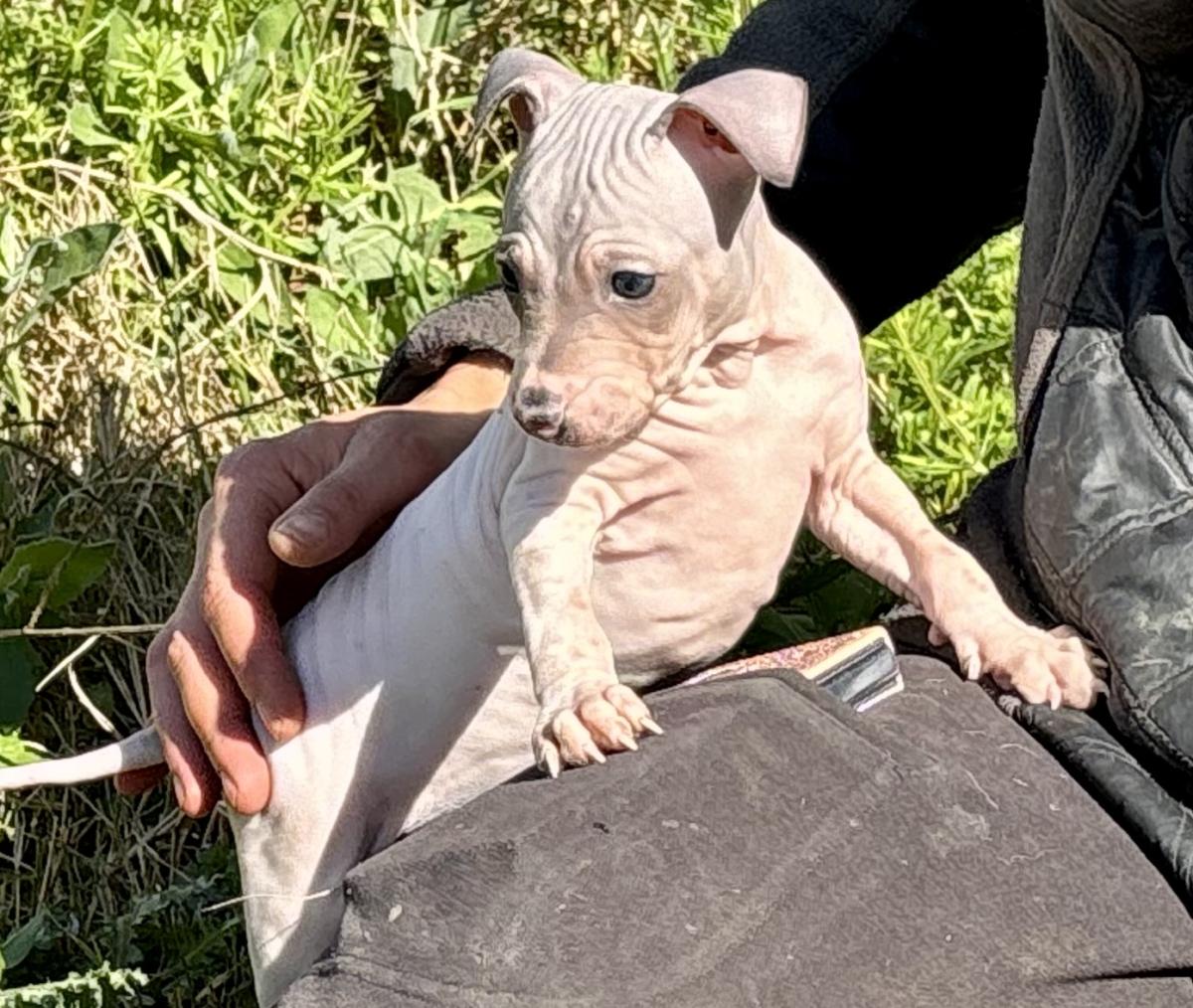 Athéna du Haras du Paty