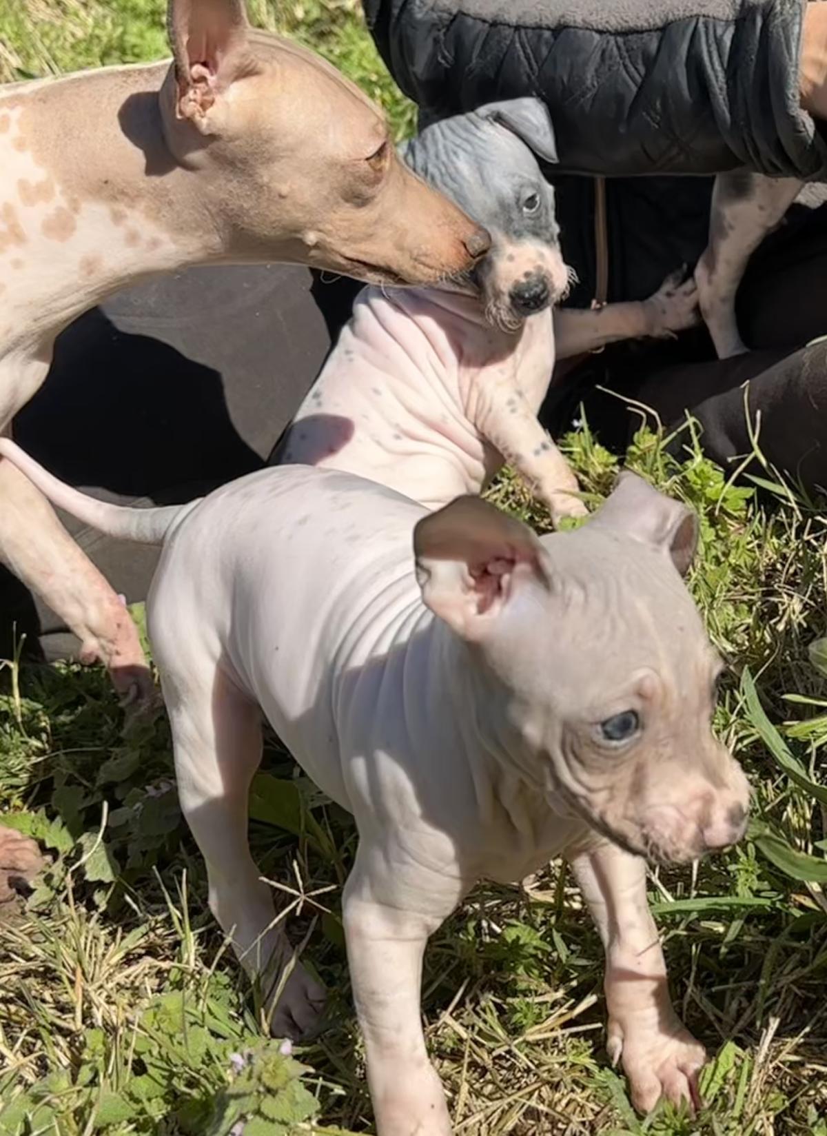 Athéna du Haras du Paty
